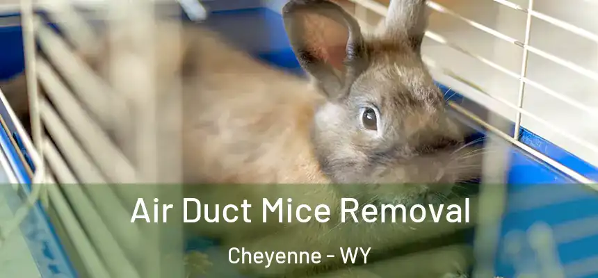 Air Duct Mice Removal Cheyenne - WY